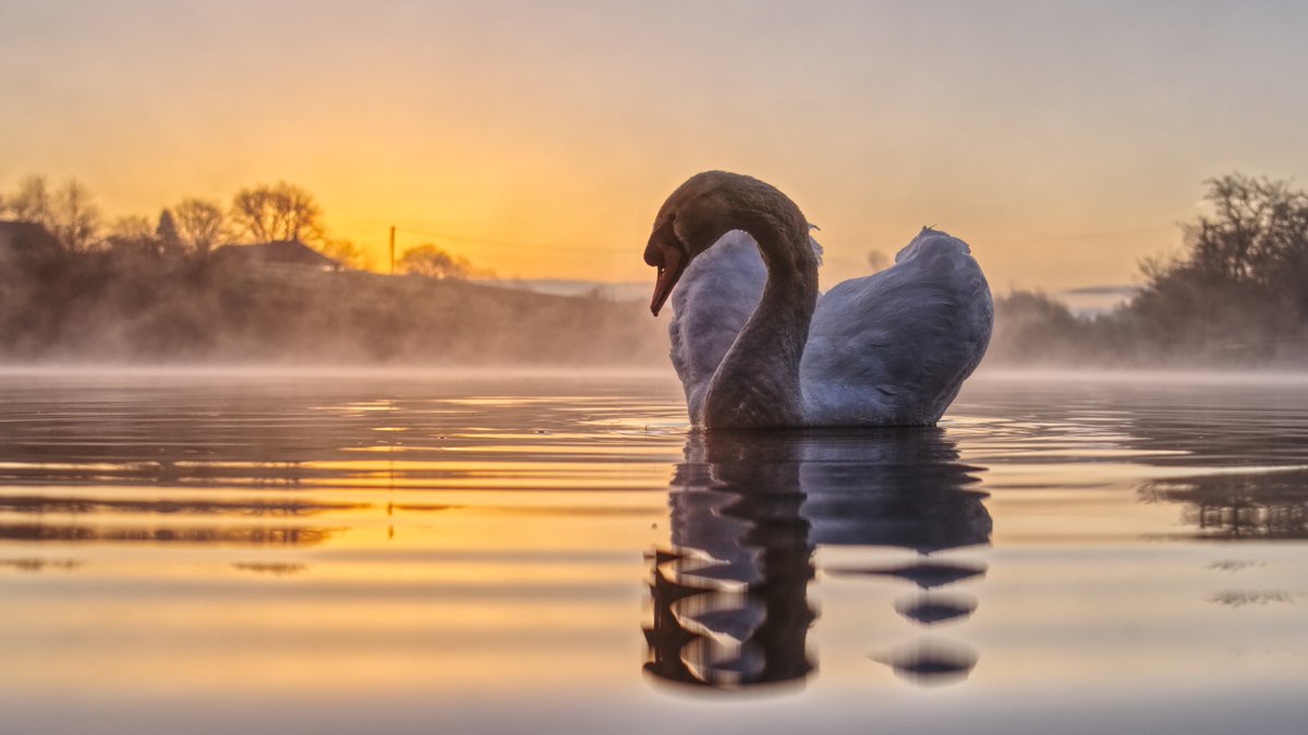 Mark_B_J's tweet photo. Contemplation #daisynook #failsworth #crimelake #photooftheday #manchester #oldham #photography #NaturePhotography #swan #sunrise #reflections #wildlifephotography #lowpointofview #BeautifulWorld https://t.co/bnQIhxbSk0