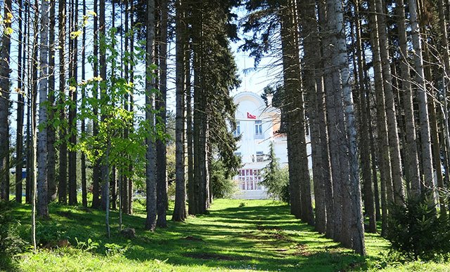Böcek istilası altındaki Atatürk Köşkü Ormanları'ndan iyi haber!
dha.com.tr/r/1639509