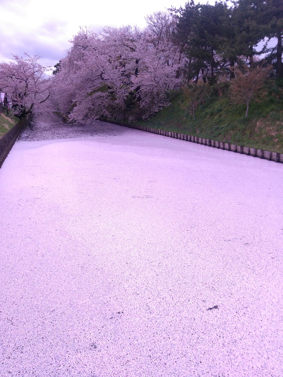 弘前城の桜すごーい 水面に桜の絨毯が敷いてある 何気にミクさんとコラボしてたんで おりばのイラスト