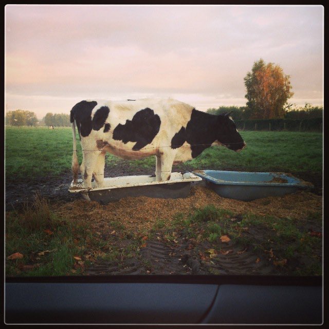 Scralan's tweet image. Enig idee waar ik een dergelijk item 1 dag kan lenen 🙋🏼‍♀️? De drinkbak, bij voorkeur zonder koe 🐄