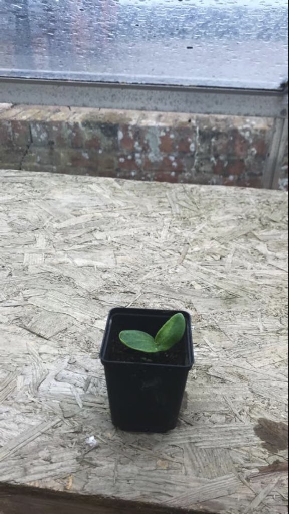 FarmFrinton's tweet image. We have our first pumpkin!!!🎃🎃 Only another 5000 to plant 🙈🙈