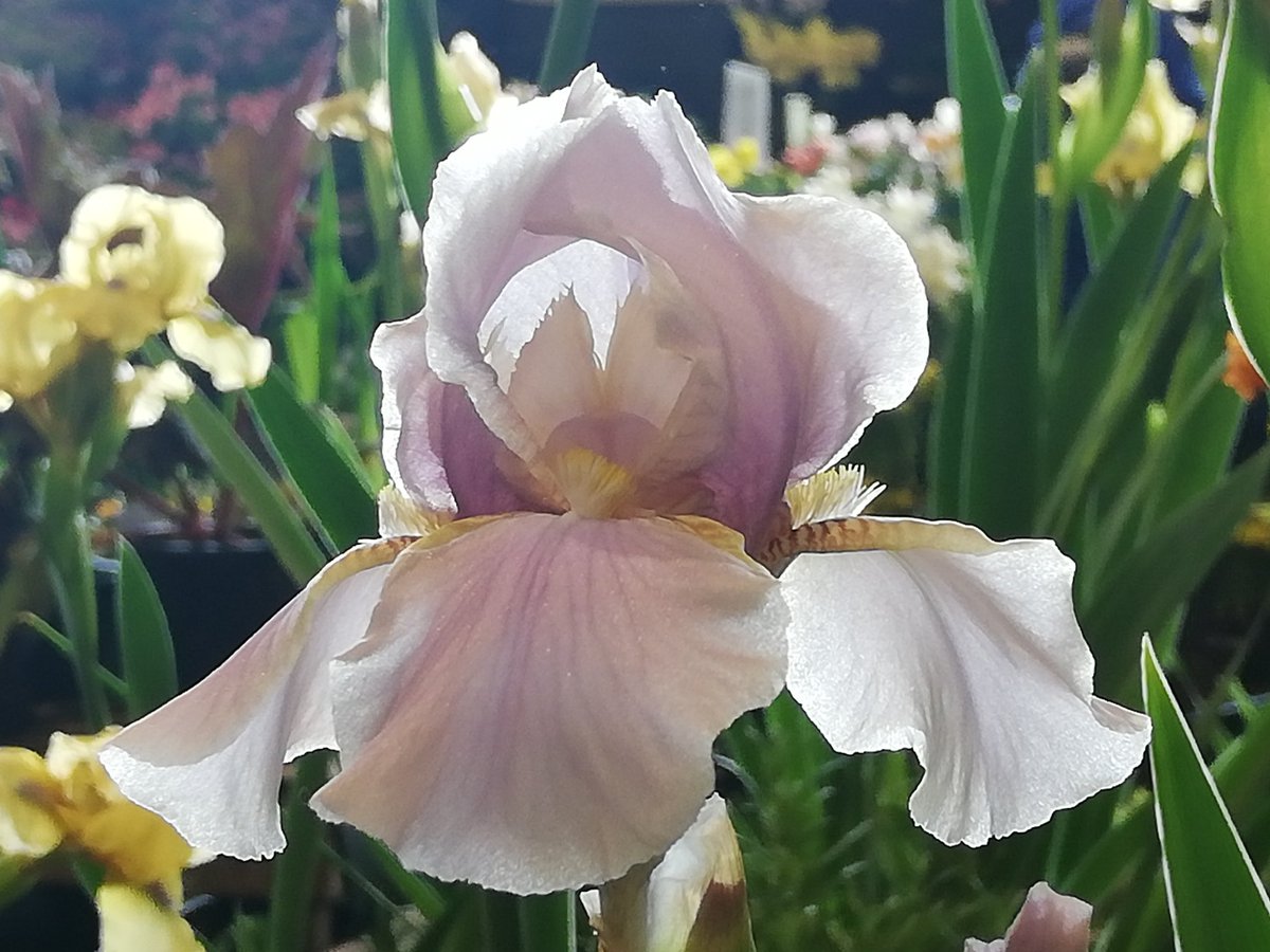 themanicbotanic's tweet photo. Good morning from Harrogate Spring Flower Show ... White Wine another fragrant MTB https://t.co/JRztlA6FYi