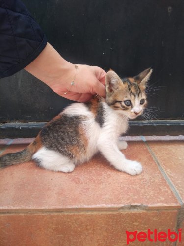 petlebi's tweet photo. #İstanbul #Kedi #Acilllll 1,5 Aylık Bebeğe #Yuva!!!! https://t.co/hnGBmosygy https://t.co/f9vY9mrmpf