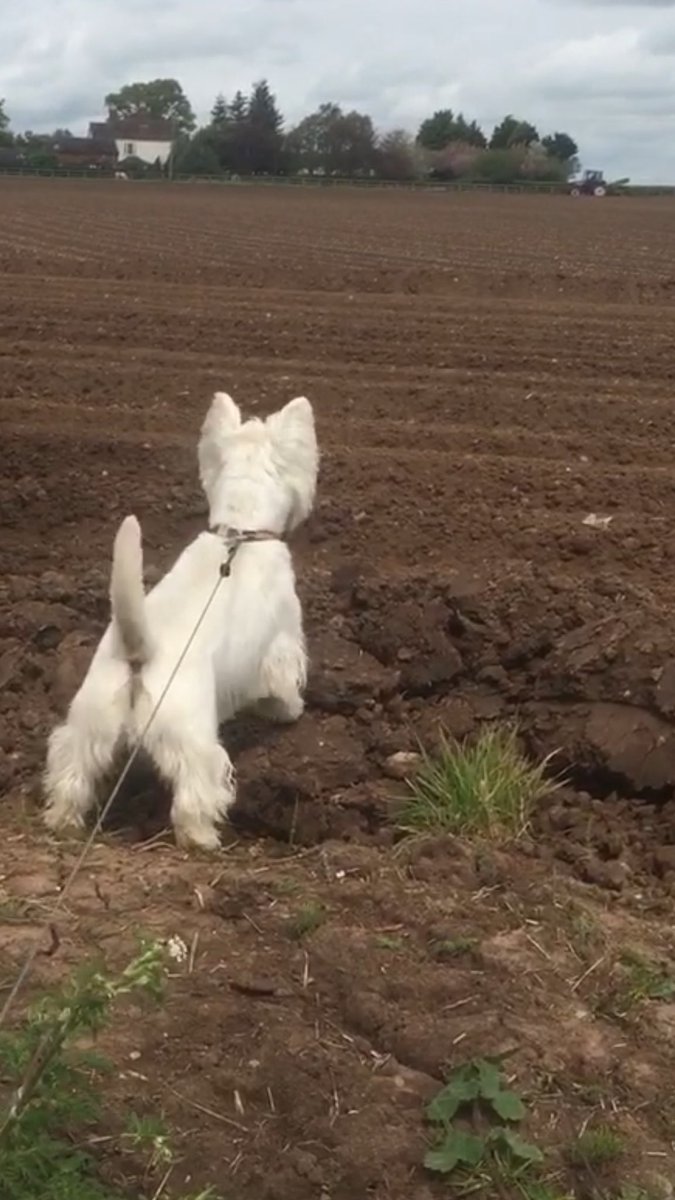 Helen09Porter's tweet photo. #ZSHQ mornin pawtrol report. Gloomy skies and a zombie tractor 🚜 spotted. No backup needed. Me got dis.  RAAaaaaaaa #Westie #DogsofTwitter #Countryside https://t.co/m90AB3EMwq