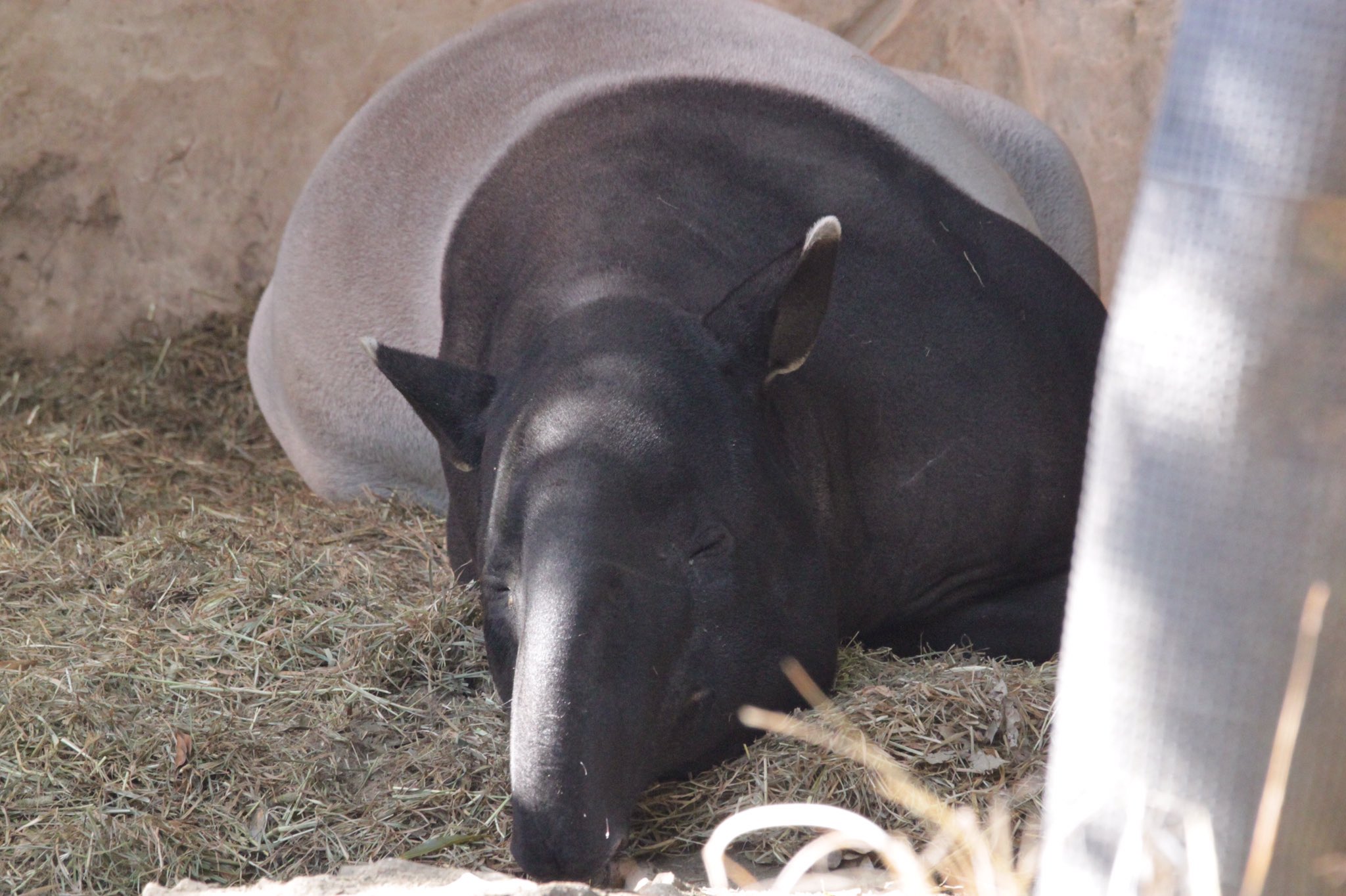 ট ইট র サルタヒコ 就活中 よこはま動物園ズーラシア 世界バクの日 マレーバク バクは夢を食べる とよく聞きますが 夢を食べる のは妖怪の 獏 のほうで 動物のバクと夢は直接の関係はありません ただ バクの名前は その妖怪の獏が由来