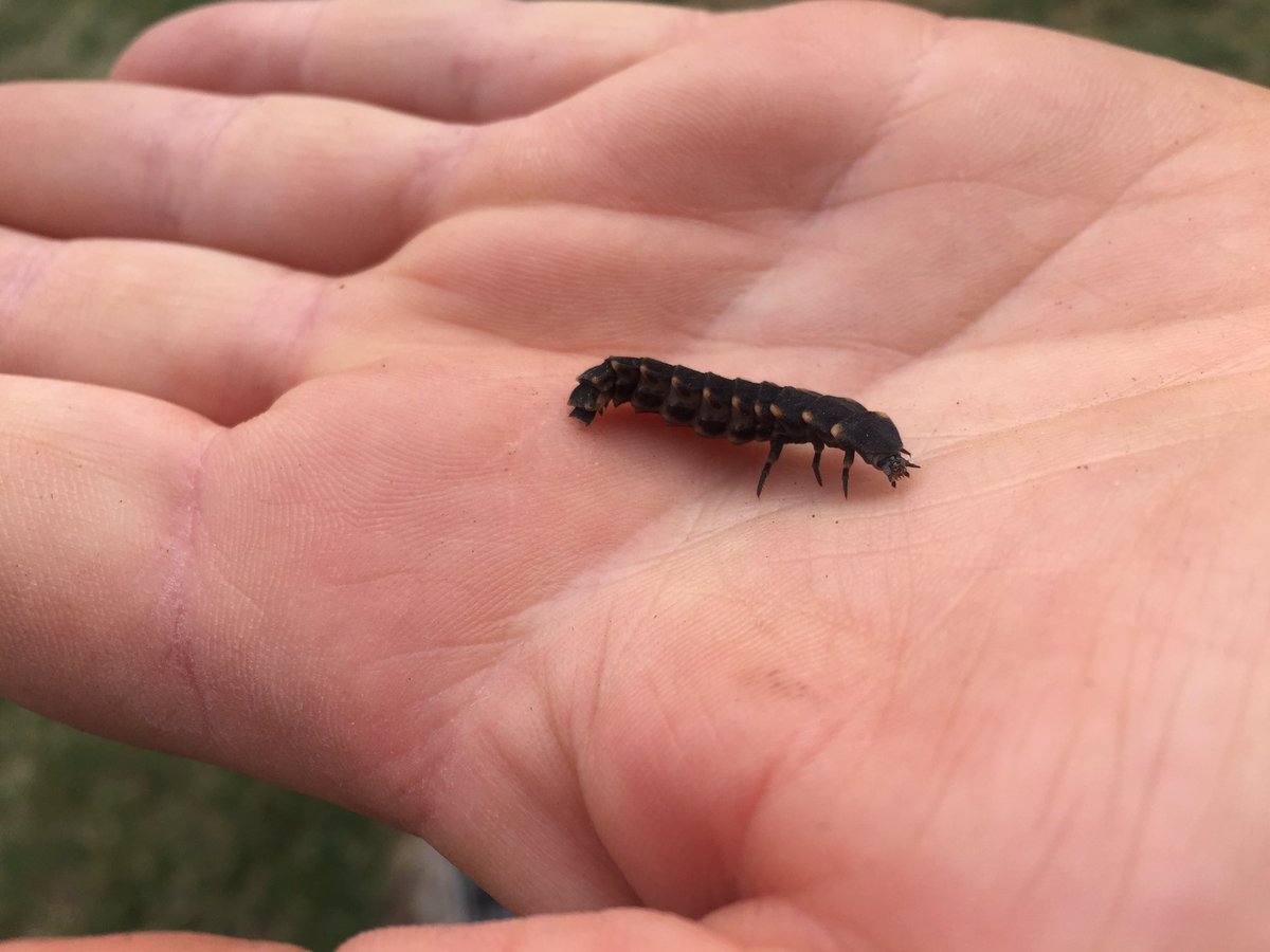 Bosw8terJanneke's tweet photo. Er kwam hier even een grote glimworm voorbij wandelen. Bijna 3cm lang, ik heb nog nooit zo’n grote gezien. #insecten #beestjes #glimworm https://t.co/DnwFsq7hss