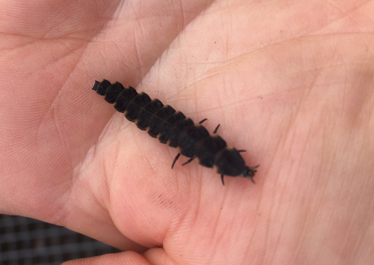 Bosw8terJanneke's tweet photo. Er kwam hier even een grote glimworm voorbij wandelen. Bijna 3cm lang, ik heb nog nooit zo’n grote gezien. #insecten #beestjes #glimworm https://t.co/DnwFsq7hss