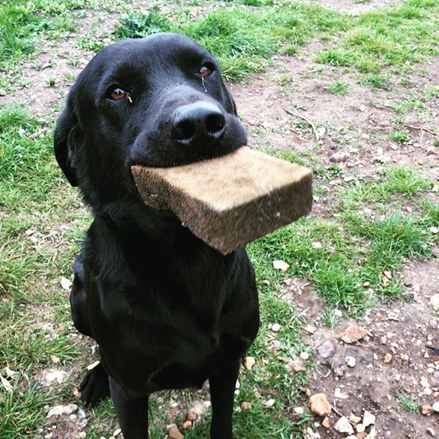 AbleRawDogFood's tweet photo. Helping with the housework 🐶 .
.
.
.
#dogsofinstagram #dogstagram #labsofinstagram #labsofinsta #blacklab #workingdog #rawfeddog #rawfed #dog #rawfeeding #ukdogsofinsta #ukdogs #healthydog #healthydogfood #abledog
📸 https://t.co/CTcu45nrxj via https://t.co/NYPc48ZKAY https://t.co/MWkPKtatQ6