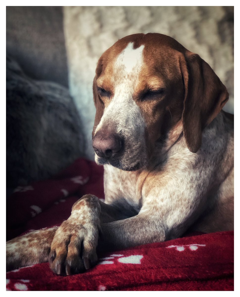 JonD08's tweet photo. This fella has been with us for 12 weeks now and it’s flown by!! He has come on so much and is so intelligent!! He knows all his commands and is so good off his lead, not bad for a blind dog 😉 https://t.co/63Tg6NI6VJ