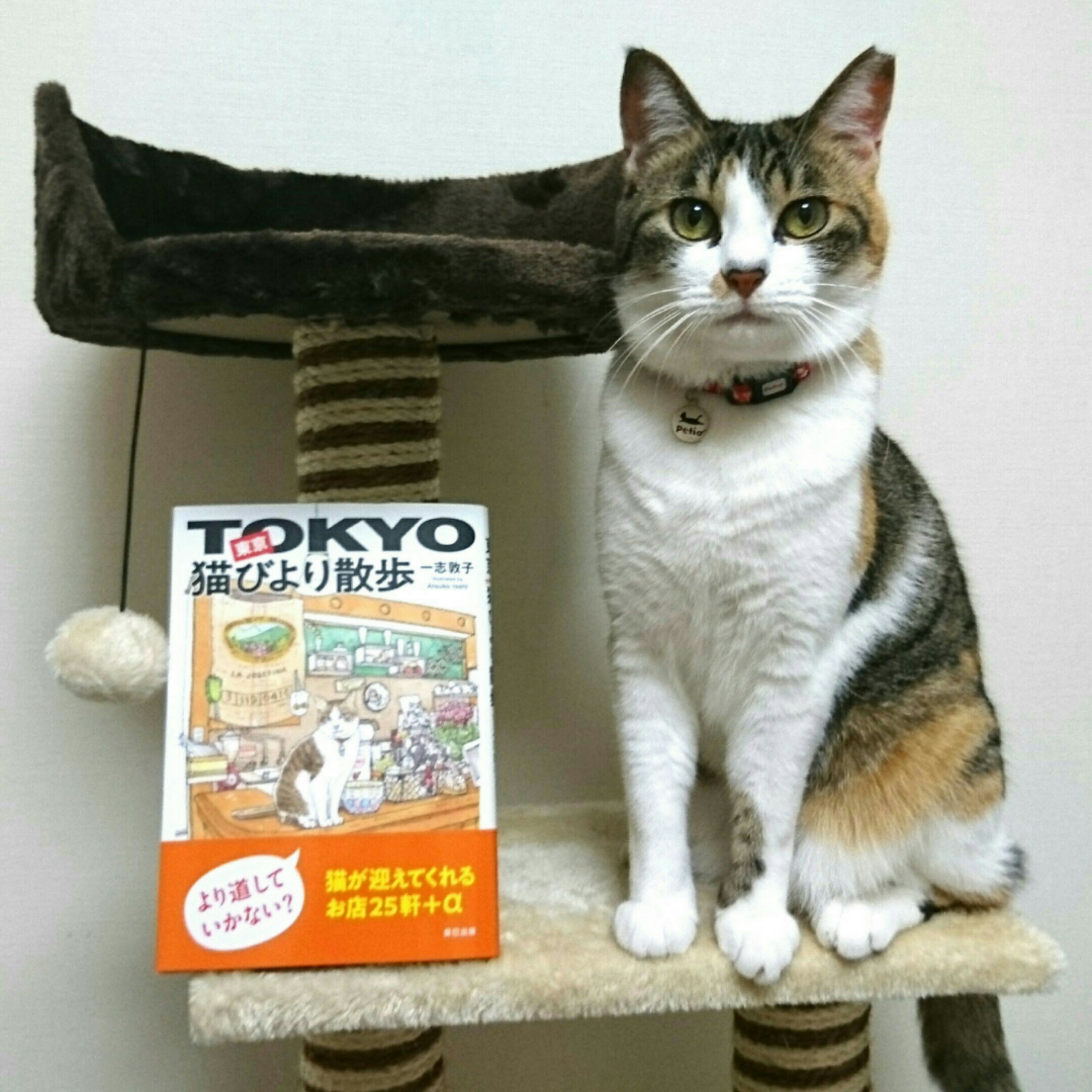 猫びより 先ほど一瞬 一志敦子さん Atsukoi2 が以前描かれた谷中の猫mapがtvに映りましたね ということで最新刊 東京猫びより散歩 もよろしくです 志村どうぶつ園 T Co 87feqqkevy T Co Fz9x1jfi9r Twitter