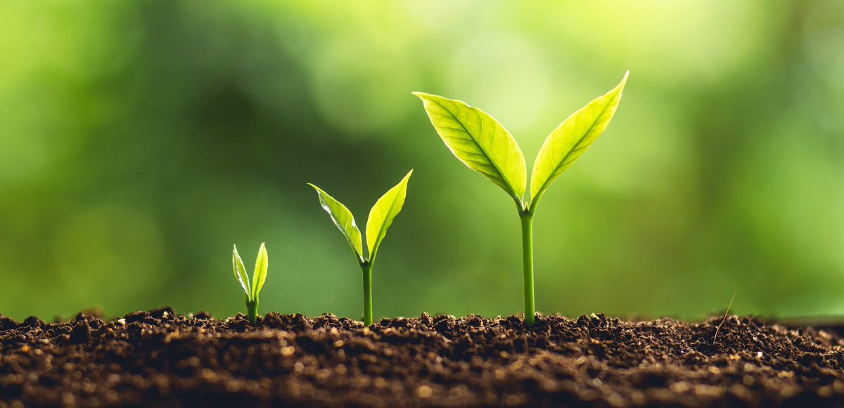 R_Rokonuzzaman's tweet photo. Every Entrepreneurs want to make their seed to big tree. But the 99.99% of them are don't know how to Fartilize the soil.

#business #BusinessDevelopment #SocialSelling #ModernSelling #buzz #bizz #Entrepreneurs #startups #businesstips #marketing #DigitalMarketing #SEO #Search https://t.co/C0TuAGVknH