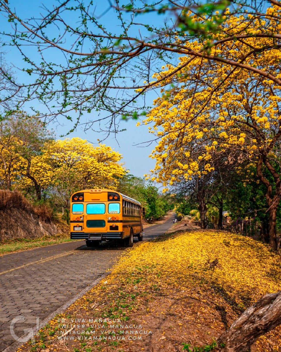 Así es cualquier día de verano  en #Nicaragua
¿Sabés cómo se llama ese árbol que sólo florece en ésta temporada?

#Nicaragua🇳🇮 #Pinolero 
#Nicaraguense 
#ExploreNicaragua 
#VivaManagua 
#Asisomosnicaragua 
#Nicoya
#PaisajesNicas 
#DiscoverNicaragua 
#EarthPorn
#Landscapes