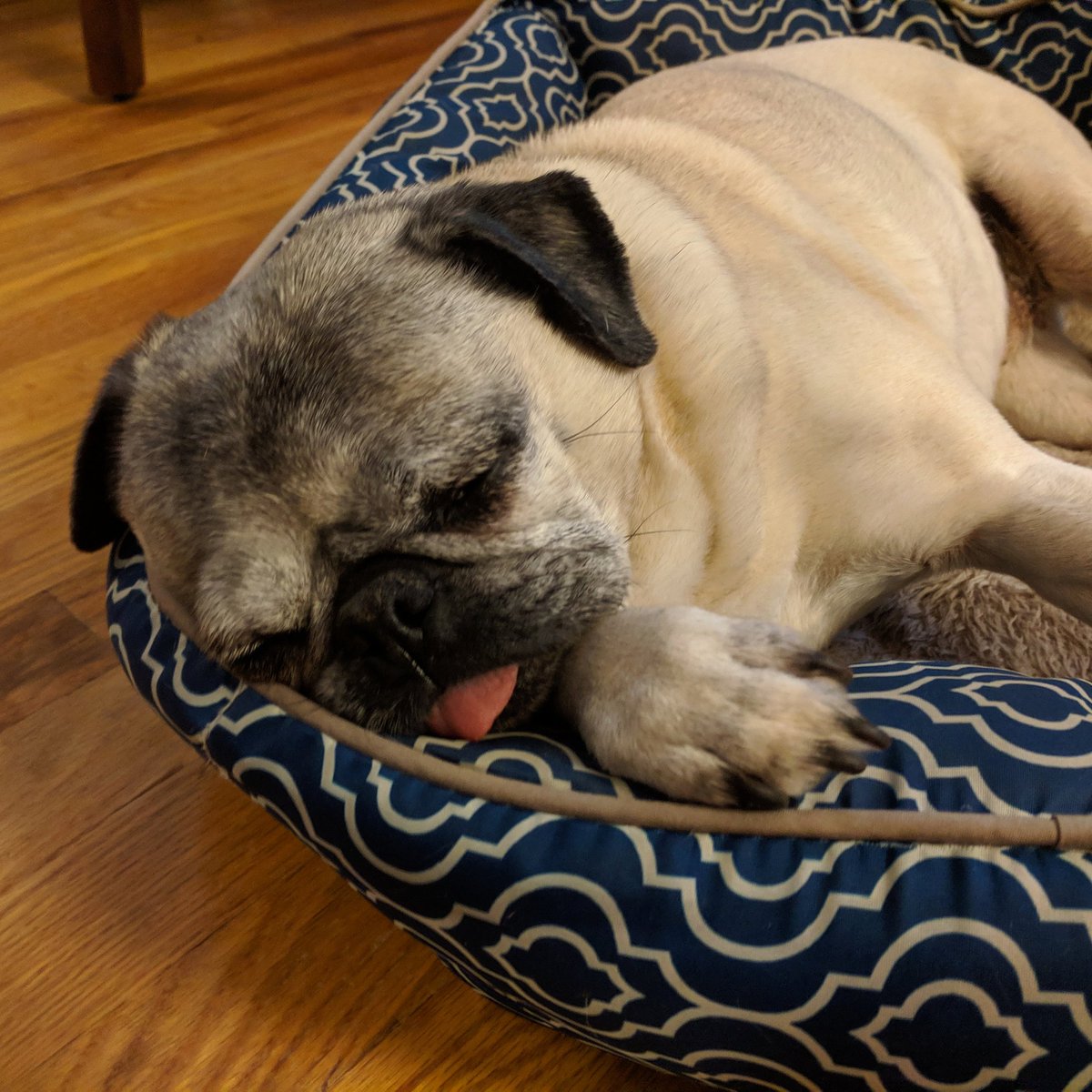 PugBoxes's tweet photo. A lazy, rainy Saturday mood 🌧️

#saturday #rain #rainy #sleepy #pug #pugs #puglife #pugbox #dogs #tired #puppies #snoremonster #mood #weekend https://t.co/tpUAqsmkW1