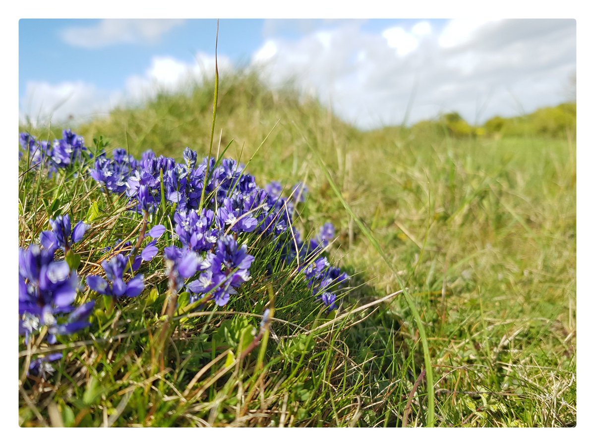 Up on the flanks of Figsbury as the wind flattens grass and flowers alike. Sheltering down in the shelter of the earthworks.