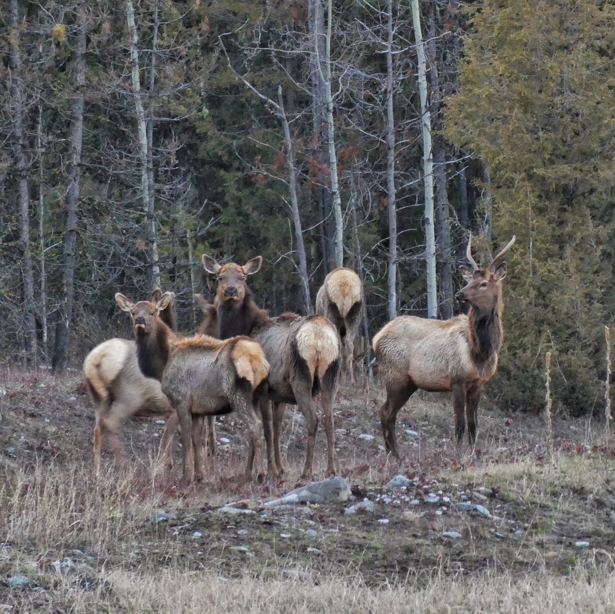WalkaboutMT's tweet photo. I saw a #hartfordinsurance commercial. It claims “the buck has got your back.” The only problem is their logo is an elk. Male #elk are bulls, not bucks. #cityslickers. https://t.co/yQeOsFspdJ