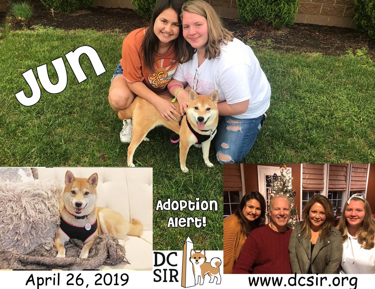 DCShibaRescue's tweet photo. #AdoptionAlert2019 Extra! Extra! Adoption Alert! Jun is one of the Florida Breeder release we took in recently. Please join us in congratulating Jun on her adoption and welcome her adopters to the DC SIR family! https://t.co/M5EVO76zn3 #HappyTails #RescueSavesLives https://t.co/mxZoUiLArN