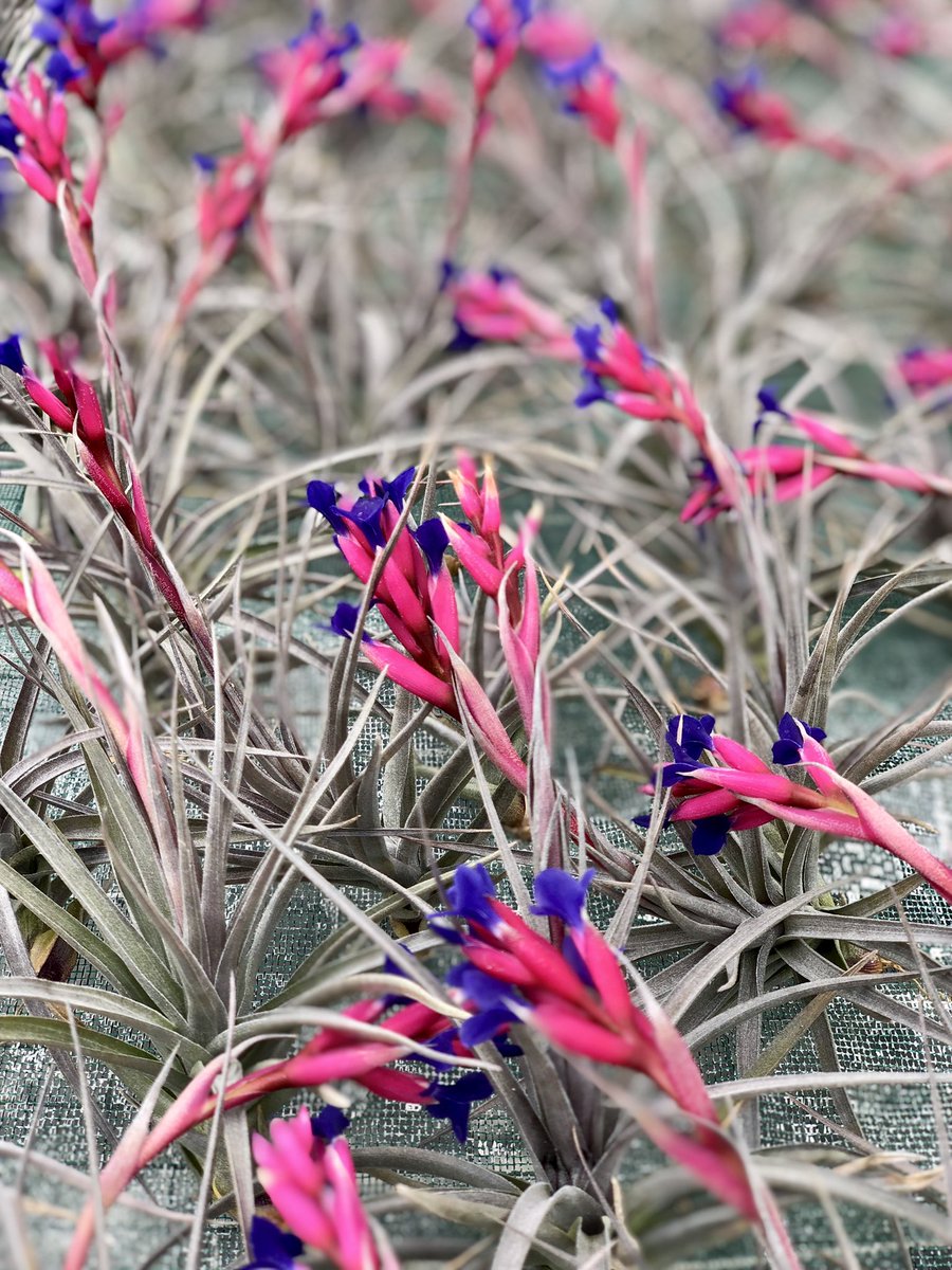 Ce week-end, c’est ballade #DeFermeEnFerme :
On découvre des pépites à 10km de chez soi, comme ce producteur de #Tillandsia en Petite Camargue !
<a href="/defermeenferme/">De Ferme en Ferme ®</a>