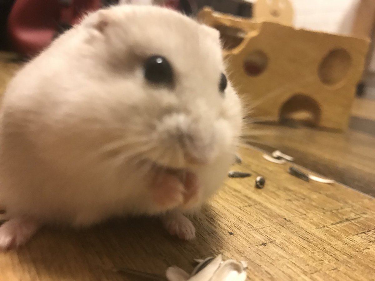 かわいいハムスター