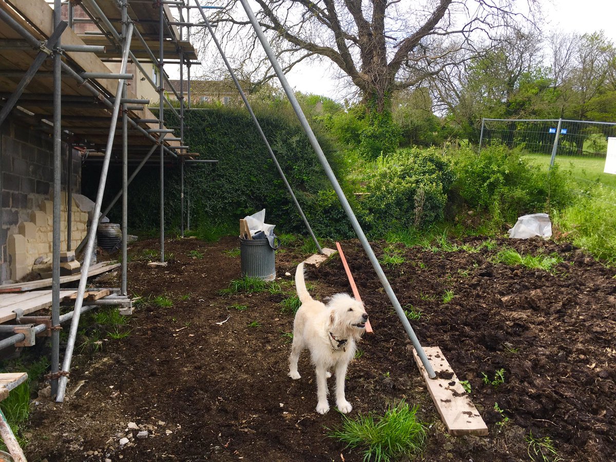 WillSandyDesign's tweet photo. This guy is great, but he’s a bit useless at holding the tape measure! #dogsofconstruction #sitevisit https://t.co/4iwbBkSbHt