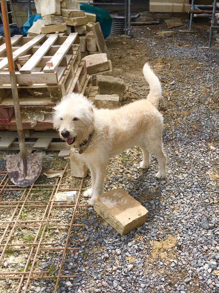 WillSandyDesign's tweet photo. This guy is great, but he’s a bit useless at holding the tape measure! #dogsofconstruction #sitevisit https://t.co/4iwbBkSbHt