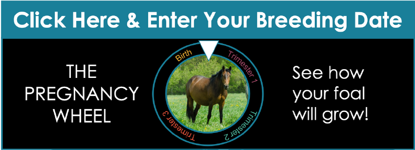 HorseLoversMath's tweet photo. Equine Guelph's Mare &amp; Foal Care Tool is an educational resource for those wanting to learn more about breeding #horses https://t.co/0OWezyPGkk #equineguelph #equineeducation #equinelearning #Horsehour #STEM #4h #PonyClub #equineblogshare https://t.co/NEV1EGb7Ys