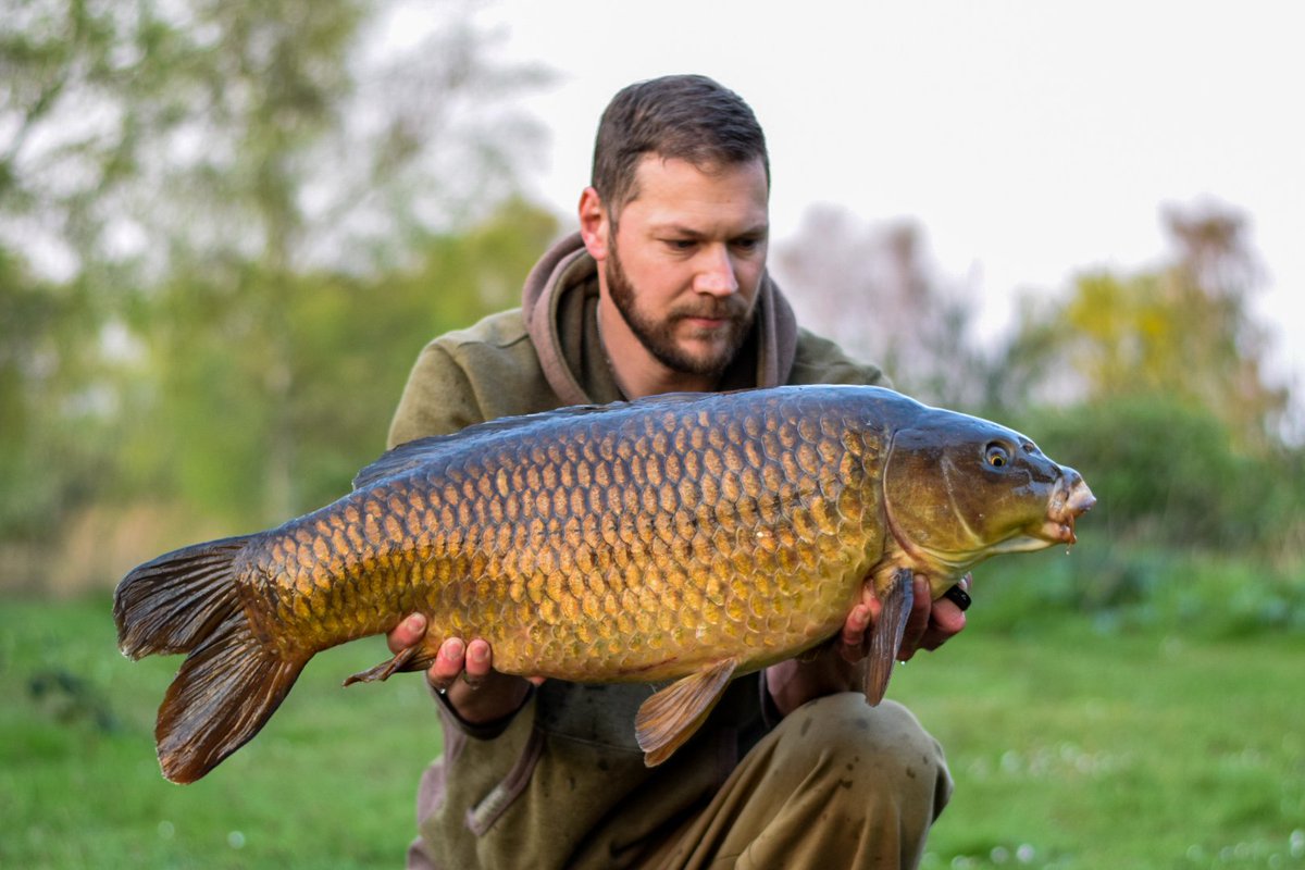 MainlineBaits's tweet photo. Steven Hodds sent in this shot of a immaculate common he caught recently using Milky Toffee pop-ups fished over Crumbed Essential Cell boilies! #MainlineBaits https://t.co/nwLajNn1jO