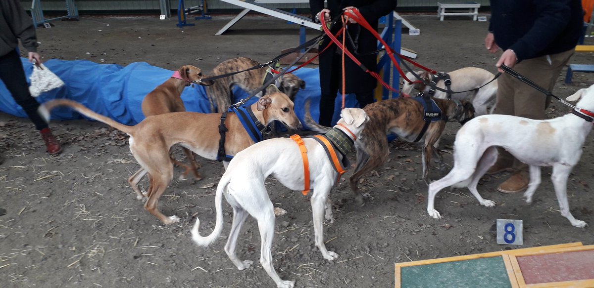 hugopooch's tweet photo. Bou's #birthday #party with his #brorhers #sisters & #mummy @LeicsAnimalAid #AdoptDontShop #rescuedogs https://t.co/EoPRp10Xa4