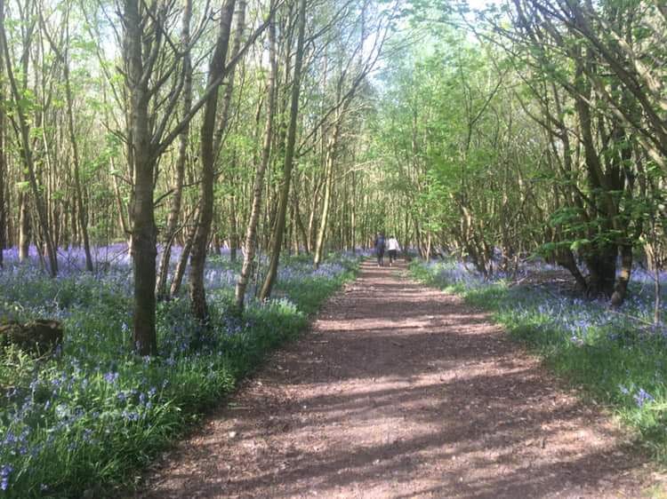 24 hours before our wonderful Hampstead Norreys Bluebell walk &amp; tea, raising money for <a href="/HN_Church/">St Mary's HN</a> Save Our Bells Appeal.
Dick Greenaway will lead a shorter walk &amp; Frank Paul will lead the longer one.
Tickets <a href="/hampsteadncs/">HN Community Shop</a> before 4 today or 12 tomorrow.
Meet <a href="/HN_Church/">St Mary's HN</a> 2pm Sunday