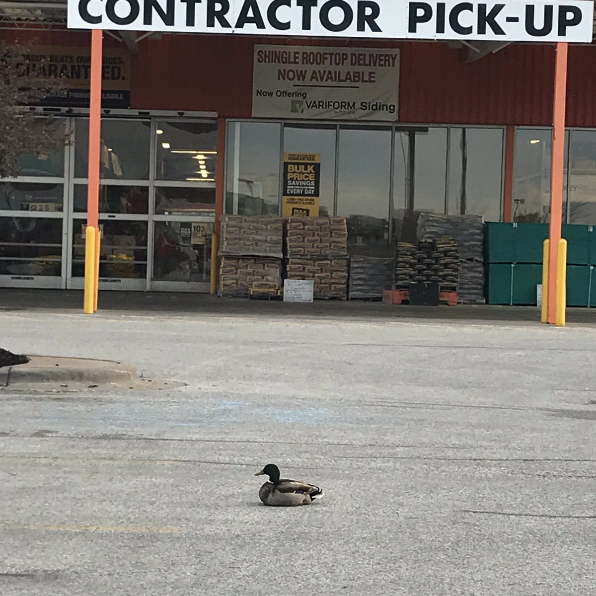 EdVerrette's tweet image. He has gone QUACKERS over Branson Home Depot.