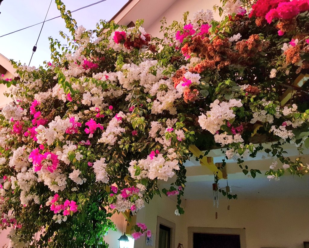 Chia sẻ kiến thức về cây hoa giấy – Bougainvillea