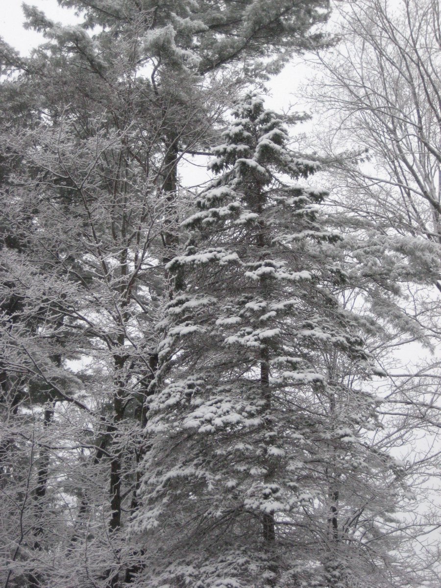 MuskokaRatepyrs's tweet photo. Mother Nature seems to think it is the end of November not the end of April in #Muskoka. https://t.co/k1s3S72cdi