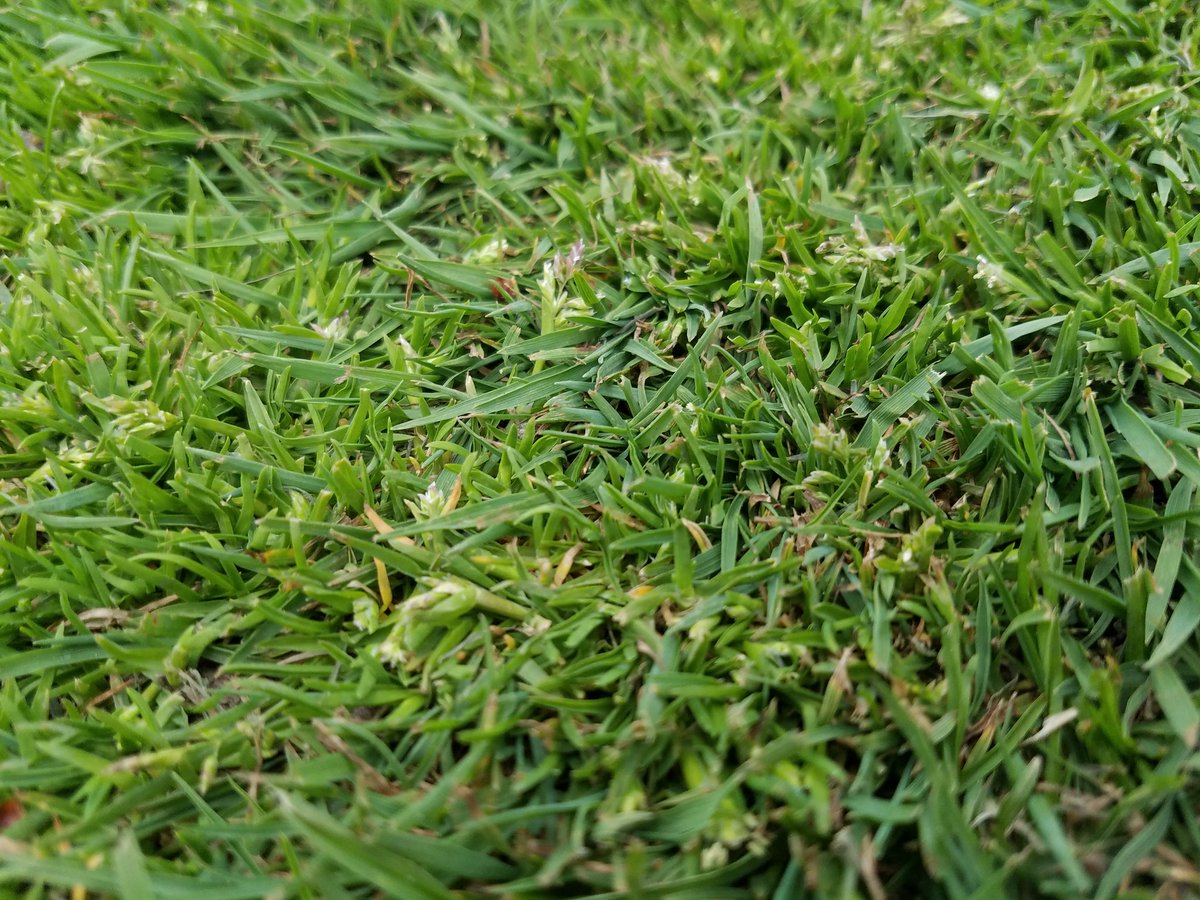 smkuretsky's tweet photo. Poa is already seeding out. Snow in the forecast today. Strange spring. #CantignyGolf https://t.co/xF3RSPoFvw