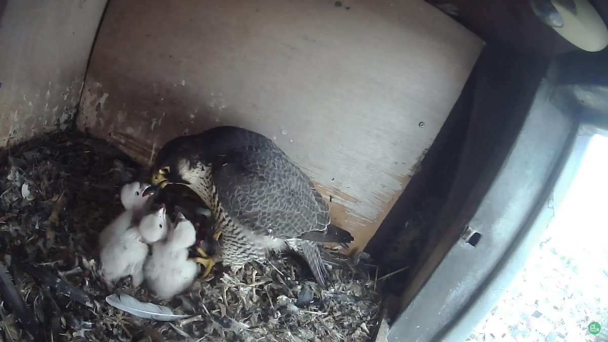 Happening now ! 😍

youtube.com/watch?v=oJ5t7D…