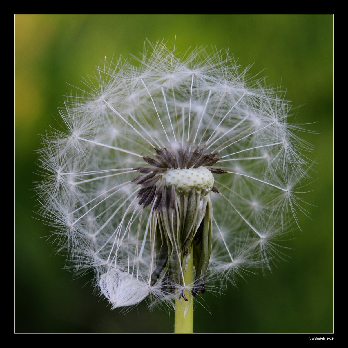 3_qrx's tweet photo. Taraxacum (2019) by A. Weinstein
taken with a more than half a century old Voigtlander Color-Lantar 50mm f/2.8
with a simple one element macro front lens at f/5.6
#reallight #photography with #orphanedprimes #nopostprocessing
#plants #Flowers #Seeds https://t.co/Sd22blrHiS