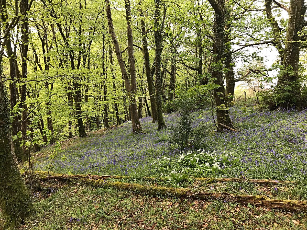 ExmoorNature's tweet photo. A riot of spring colour down at the ‘Wilderness’ @NTArlington.

Bluebells, wild garlic and new beech leaves, wonderful.  

A ‘designed landscape’ using nature’s colourful palette. https://t.co/wUZtGyxXw8