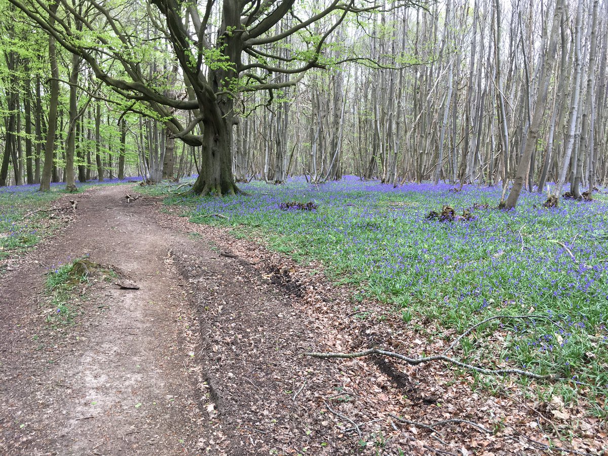 copperfieldsken's tweet photo. Jog round Challock Forest - bluebell time! https://t.co/q4JVyuy5a7