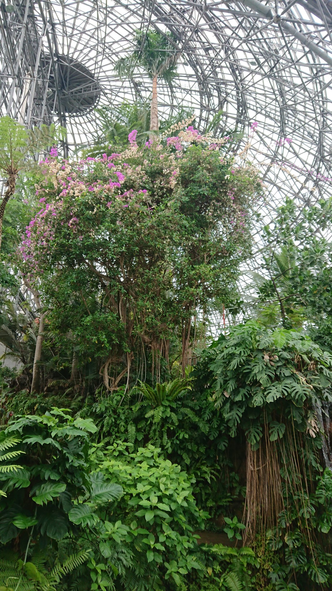 画像 今日は夢の島熱帯植物館へ 大型の熱帯植物園やら食虫植物やらがあって入館料250円 人が少なくてゆっくりできるのでおすすめ ムシトリスミレ欲しいなぁ O W O Matomehub まとめハブ