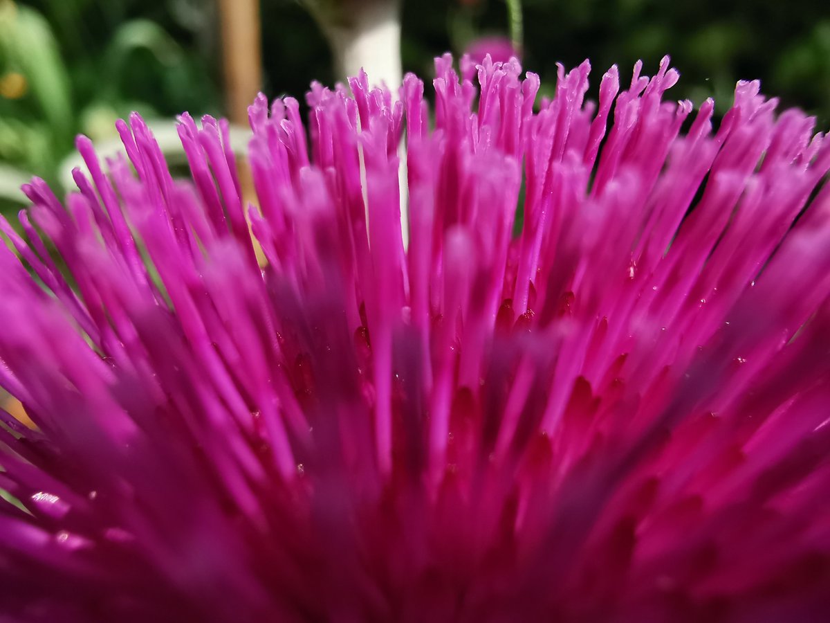 JanetteHall's tweet photo. Pink Circium flower
#pinkCirciumflower #PinkathonDay #flowers #flowerphotography #flowerflower #flowerpower #bloom #blossom #springflowers #spring #flowersofinstagram #flowerstagram #like4like #macro #macrophotography #FlowerReport #nature #photography #SpringTime https://t.co/KuOo12FM8e