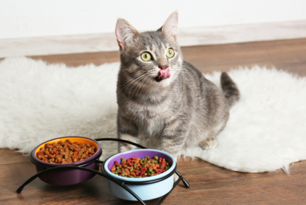 CentreVetes's tweet photo. Nous vous conseillons d’opter pour une nourriture spécialement mise au point par des spécialistes en nutrition animale.

Qu’elle soit constituée de croquettes ou d’aliments humides, cette nourriture est conçue en tenant compte de tous les besoins nutritionnels de nos animaux. https://t.co/4rJNoGK52n