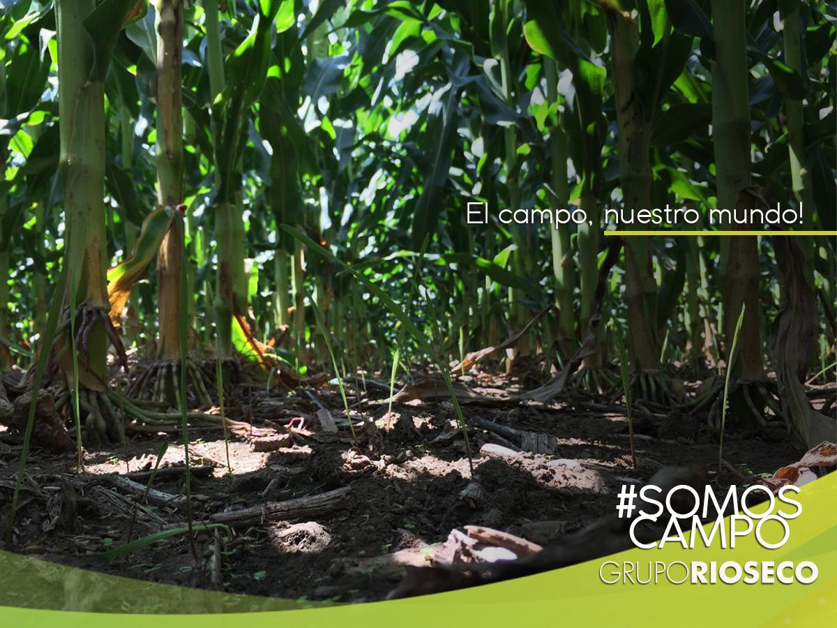 El campo, nuestro mundo!! 🌽🌱☀️
•
•
•
#SomosCampo #GrupoRioSeco #GRS