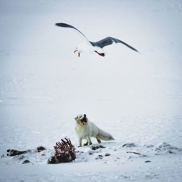 Arctic Fox fighting for his meal.. (a dead reindeer)⁣
⁣
#wildlife #animals #animal #nature #earthfocus #earthpix #wildlifephoto #wildlifeplanet #natgeo #photography #arctic #snow #svalbard #discover #earth #cuteanimals #arcticfox #fox #animalpics #po… bit.ly/2ZDPq5U