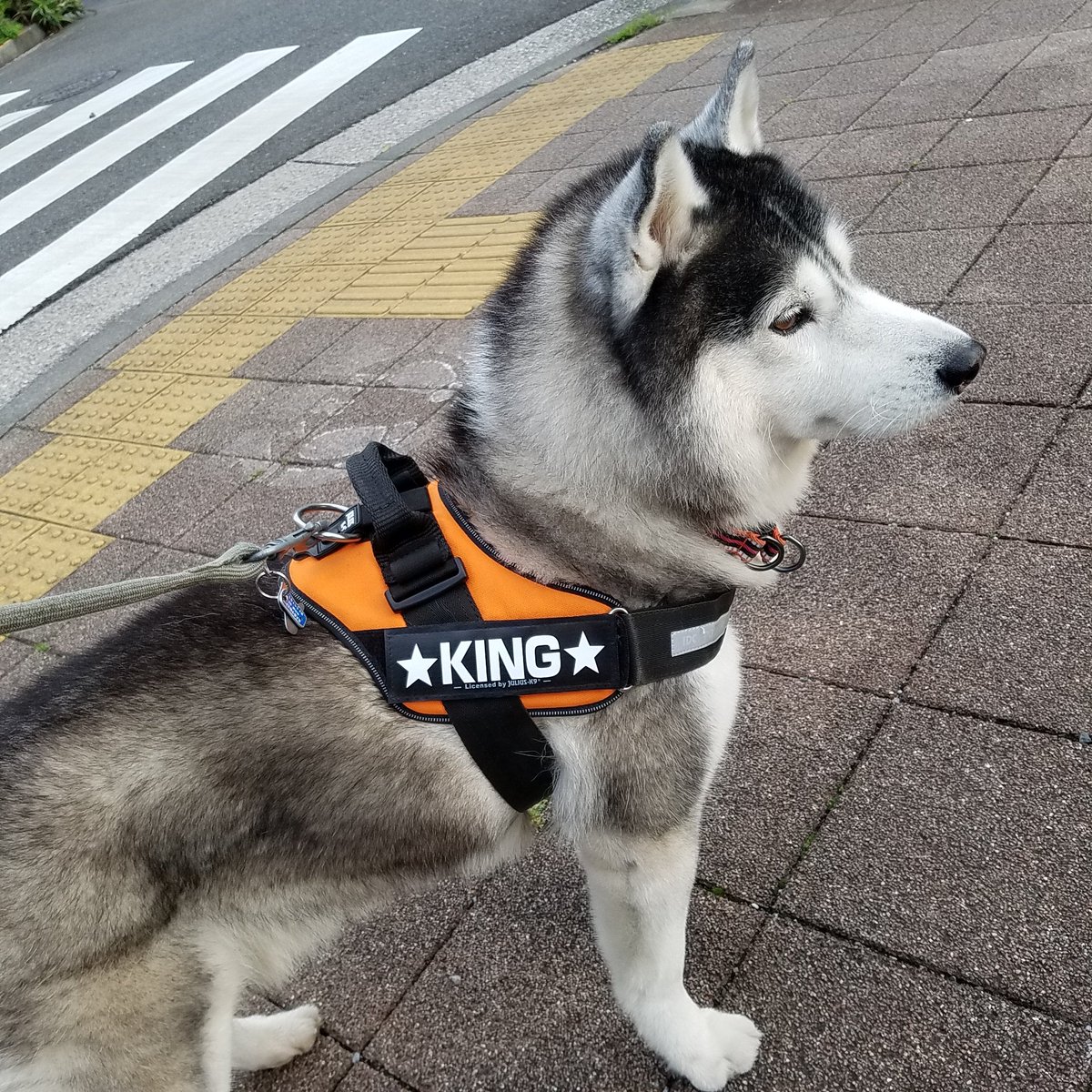 ユリウスk9