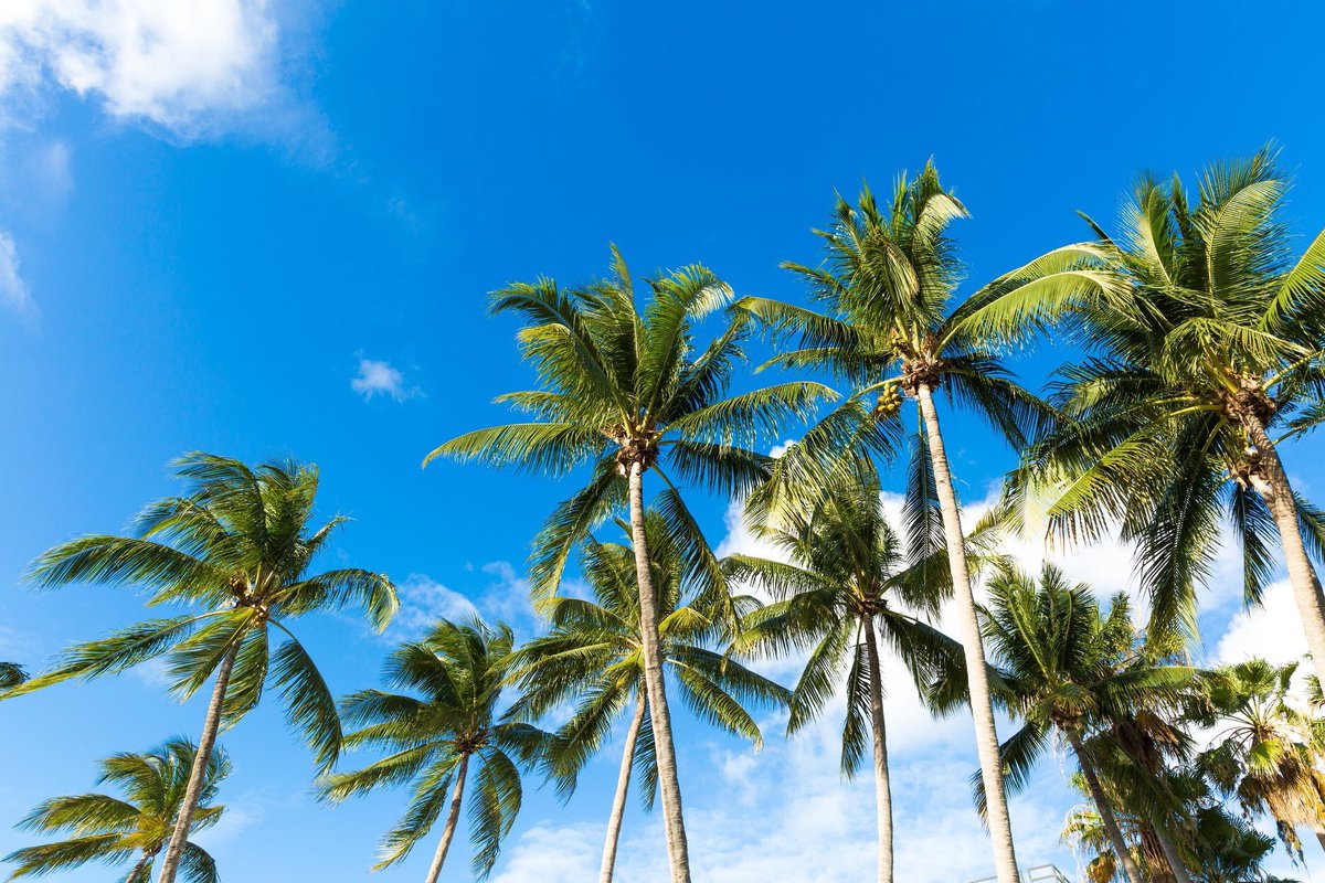 KUAdirect's tweet photo. BREAKING NEWS: No rain in the forecast today - just plenty of sunshine with high temperatures in the low to mid 80s. โ๏ธ ๐ Enjoy the day, #Kissimmee! #springtimeinFlorida #whywelivehere https://t.co/teYO1pSLKl