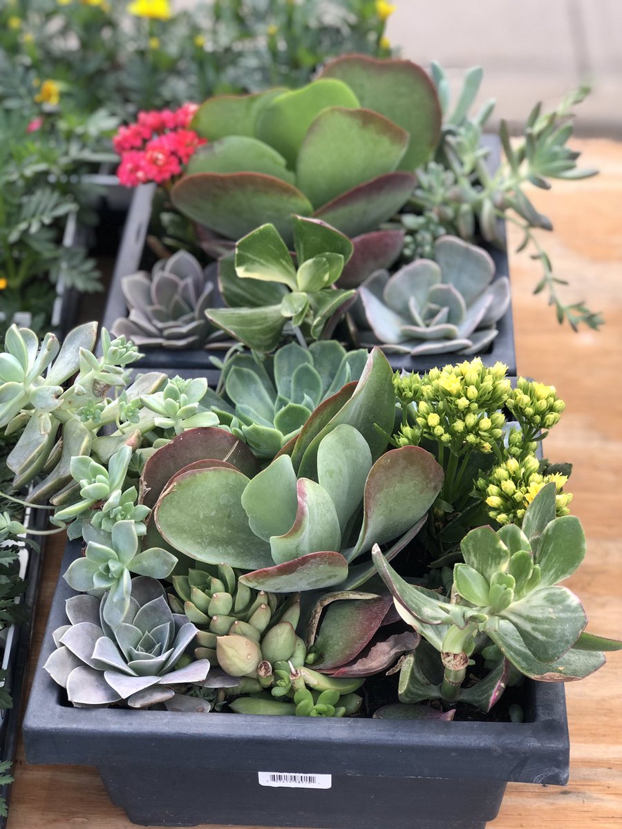SMNorthCheer's tweet photo. The SMN Cheer Flower Sale is happening now until 12pm or until flowers run out! Stop by and support SMN Cheer and find something to add a pop of color to your garden!!! https://t.co/g2BYlV8xiU