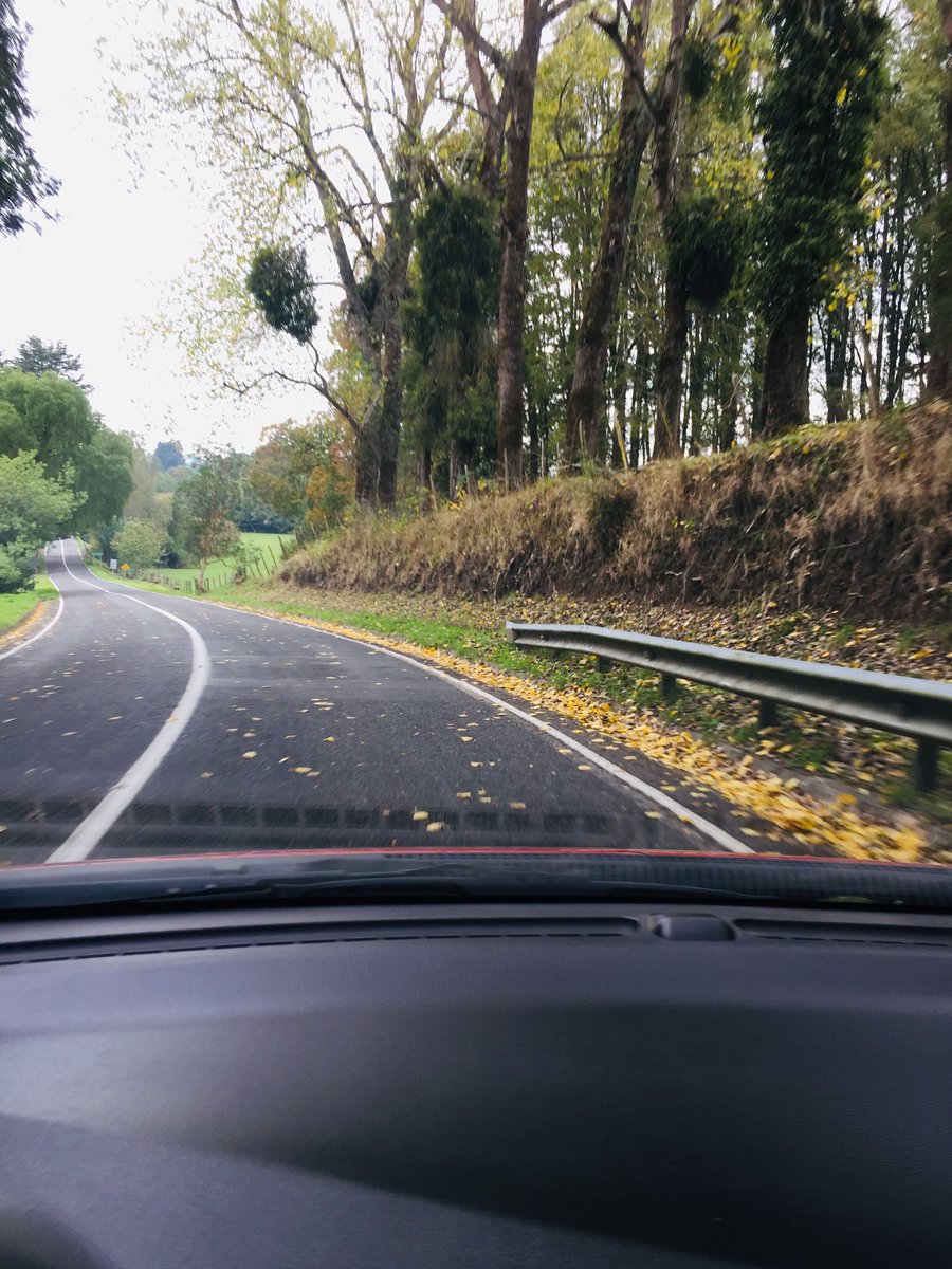 FlgaConsu's tweet image. Amo 🍁