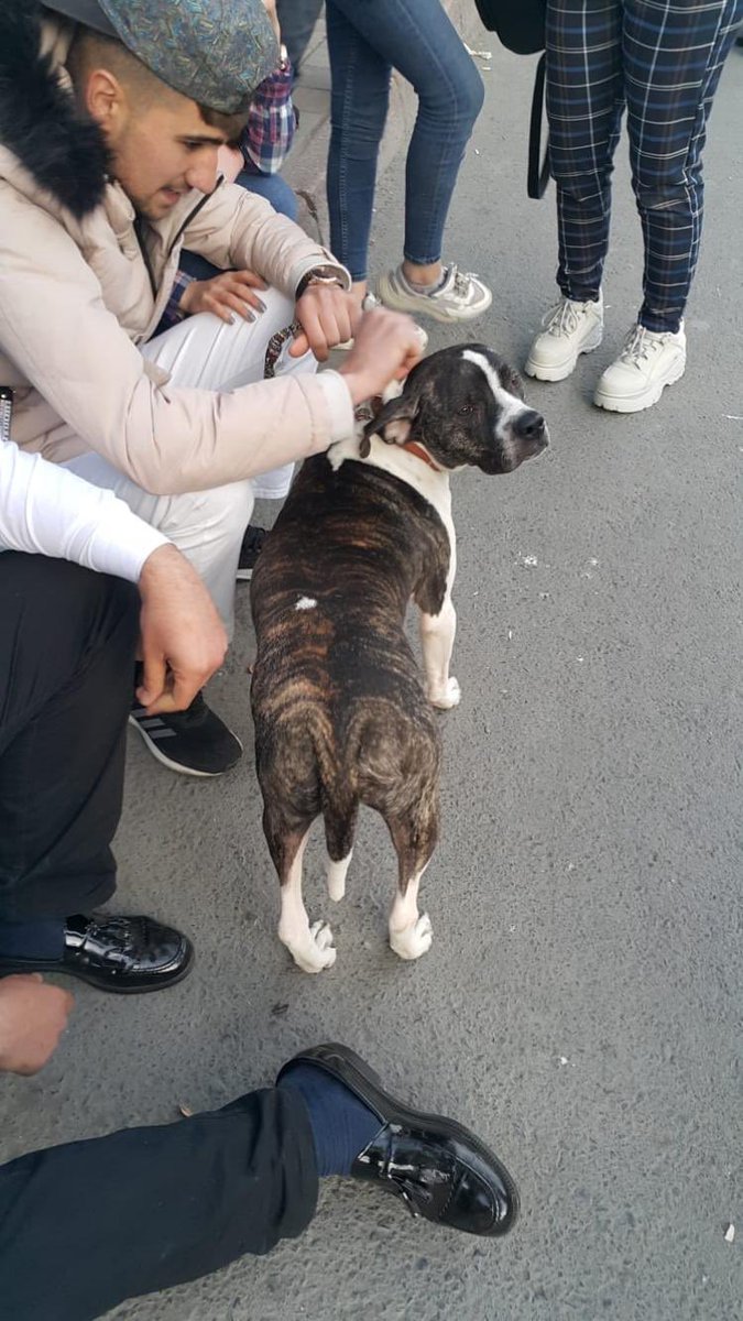 Taco geçtiğimiz pazar kayboldu; iki gün önce fotoğraftaki kişilerin elinde bitkin ve üzgün bir şekilde Unkapanı Kadir Has Durağı’nda görüldü.

Gören, duyan olmasına katkı sağlarsanız süper olur.