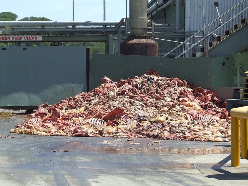 dphollings's tweet photo. We should put pictures of abattoirs and rendering facilities on meat packages like Australia does with diseased body parts on cigarette packs. https://t.co/dTImSBkVfP