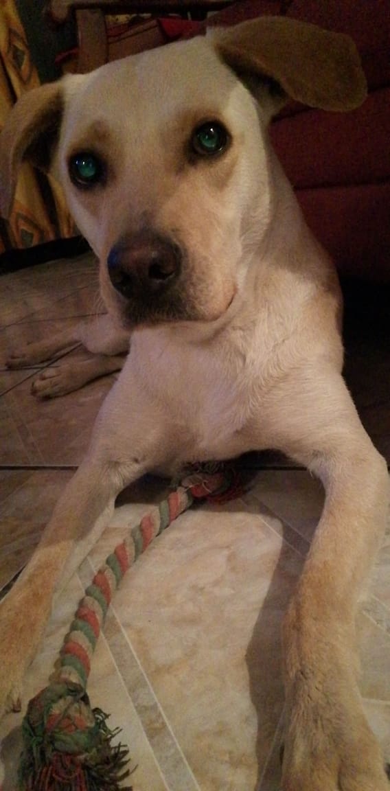 JohanOVG's tweet photo. Mi perrita Lena necesita una operación muy cerca de la yugular.
Estoy buscando un experto que pueda hacer la cirugía, ya que hay mucho riesgo de muerte. ¿Me ayudan a encontrar alguien que pueda hacerlo? https://t.co/DpDbYwzb9Z