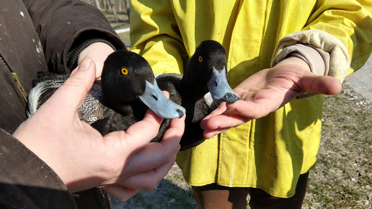 two researchers holding two ducks