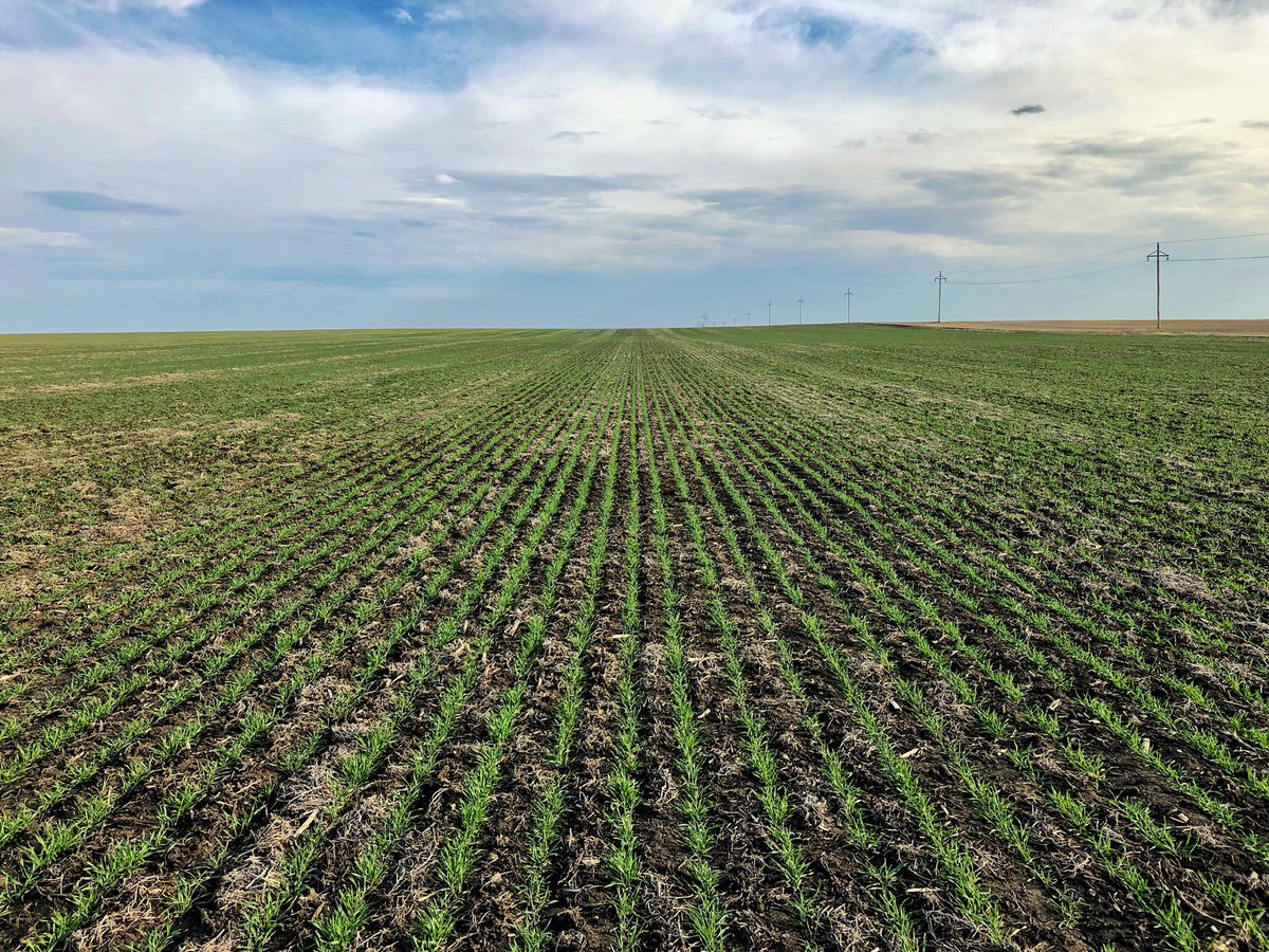 Ross Peterson tweet media